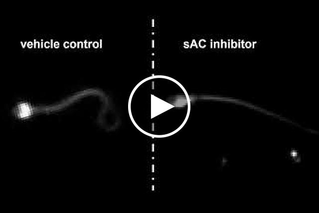 An experimental male contraceptive drug candidate, called an sAC inhibitor, prevents sperm from beating. Dr. Melanie Balbach