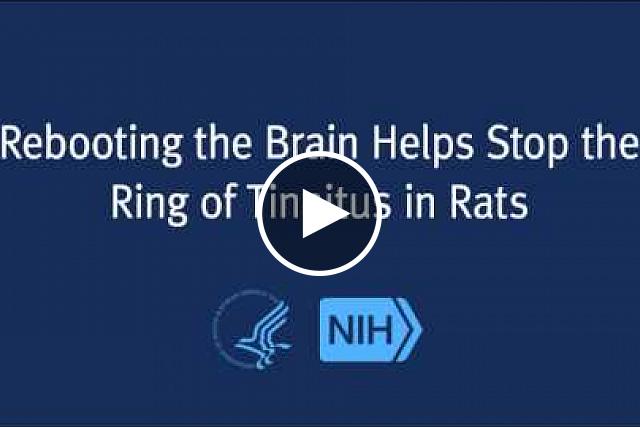 The hallmark of tinnitus is often a persistent ringing in the ears that is annoying for some, debilitating for others, and currently incurable. Similar to pressing a reset button in the brain, a new therapy has been found to help retrain the part of the brain that interprets sound so that errant neurons reverted back to their original state and the ringing disappeared.