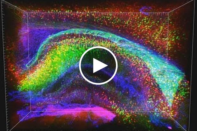 CLARITY provided this 3D view showing a thick slice of a mouse brain’s memory hub, or hippocampus. It reveals a few different types of cells: projecting neurons (green), connecting interneurons (red), and layers of support cells, or glia (blue). Conventional 2D methods require that brain tissue be thinly sliced, sacrificing the ability to analyze such intact components in relation to each other. CLARITY permits such typing of molecular and cellular components to be performed repeatedly in the same brain. Source: Karl Deisseroth, Stanford University 