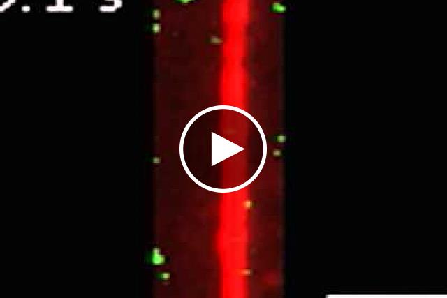 Researchers watched TAT proteins (green) journey into microtubules (red). TAT proteins are known to label the insides of the tubes. They observed that TAT can move quickly, back and forth, through microtubules while searching for sites to label. Video courtesy of the Roll-Mecak lab, NINDS.