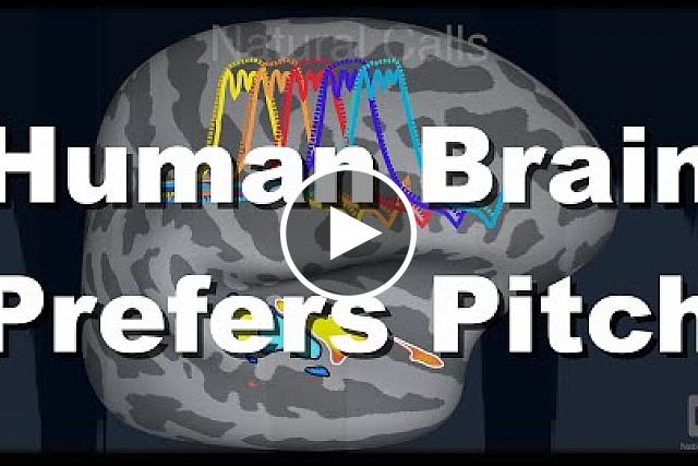 A brain imaging study has found that the human brain strongly favors harmonic sounds over noise, compared to the macaque monkey brain. The results suggest that speech and music may have shaped our brain’s hearing circuits. The two species appear to have evolved differences in the functional organization of brain regions involved in pitch perception. Bevil Conway, Ph.D., of the NIH Intramural Research Program, senior author on the study, explains its findings. The study was published June 10, 2019 in the journal Nature Neuroscience. 
